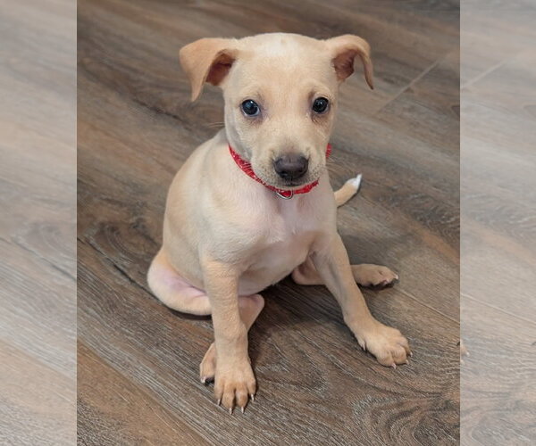 Medium Photo #1 Chihuahua-Unknown Mix Puppy For Sale in The Woodlands, TX, USA