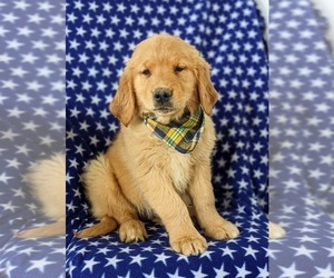 Golden Retriever Puppy for sale in OXFORD, PA, USA