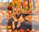 Penelope - Female German Shepherd Dog Dog for Adoption - Small photo