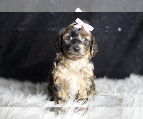 Medium Photo #3 YorkiePoo Puppy For Sale in WARSAW, IN, USA