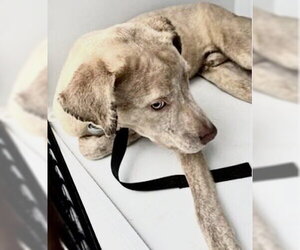 Weimaraner Dogs for adoption in Houston, TX, USA