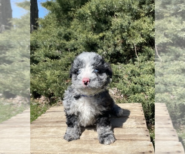 Medium Photo #4 Miniature Bernedoodle Puppy For Sale in GOSHEN, IN, USA