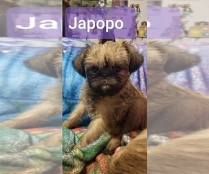 Brussels Griffon Puppy for sale in HOUSTON, TX, USA