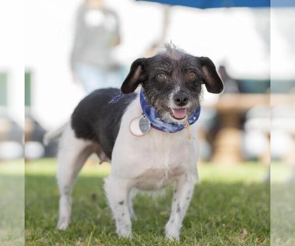 Medium Photo #4 Jack Russell Terrier-Unknown Mix Puppy For Sale in San Diego, CA, USA