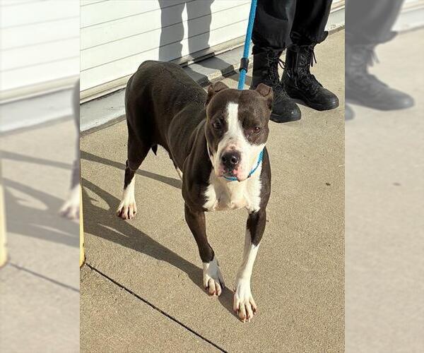 Medium Photo #1 Mutt Puppy For Sale in Louisville, KY, USA