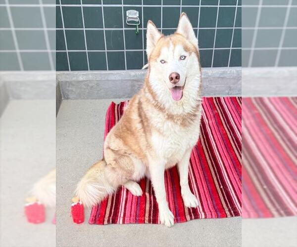 Medium Photo #2 Siberian Husky Puppy For Sale in Rancho Cucamonga, CA, USA