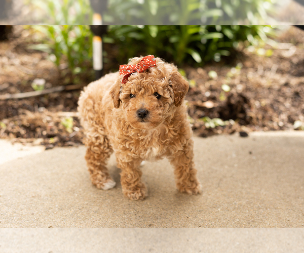Medium Photo #2 Poodle (Miniature) Puppy For Sale in NAPPANEE, IN, USA