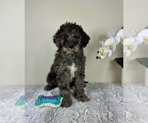 Goldendoodle Puppy for sale in GREENFIELD, IN, USA