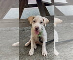 Small Photo #4 Labrador Retriever-Unknown Mix Puppy For Sale in Mooresville, NC, USA