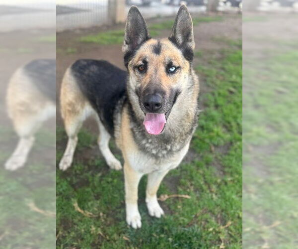 Medium Photo #2 Gerberian Shepsky Puppy For Sale in Riverside, CA, USA