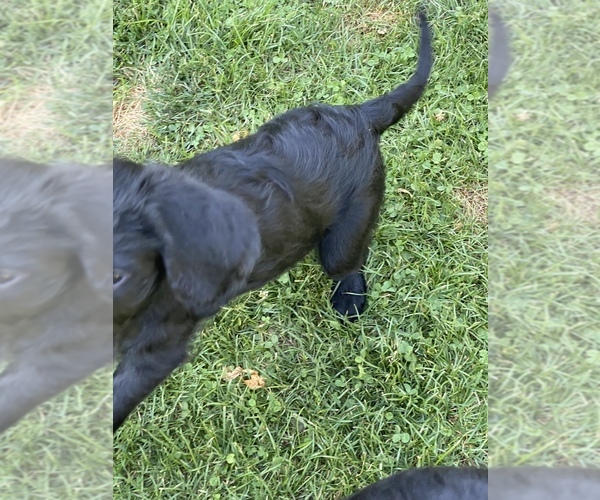 Medium Photo #11 Labradoodle Puppy For Sale in JONES, MI, USA