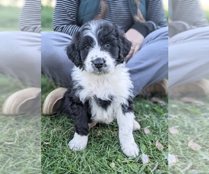 Border Collie Puppy for sale in ASHLAND, OH, USA