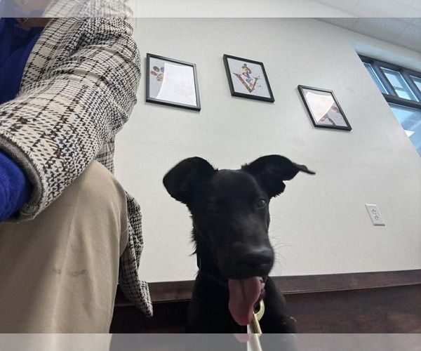 Medium Photo #13 Labrador Retriever-Unknown Mix Puppy For Sale in Holly Springs, NC, USA