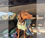 Small #2 Doberman Pinscher