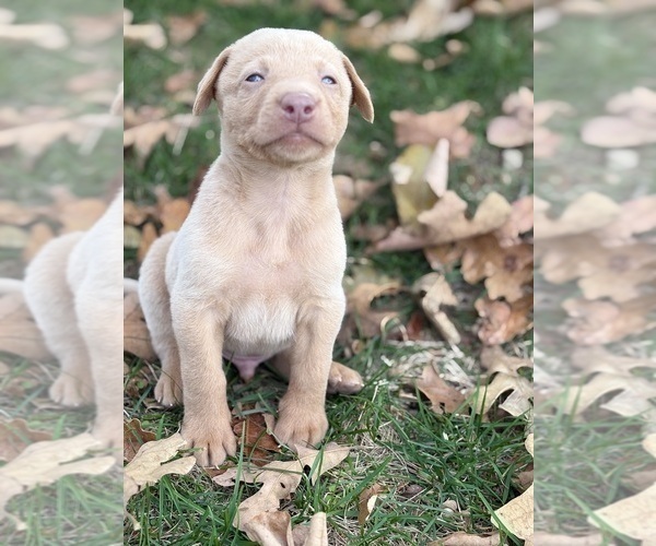 Medium Photo #20 Labrador Retriever Puppy For Sale in LEASBURG, MO, USA