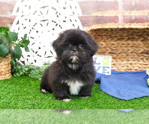 Shih Tzu Puppy for sale in SYRACUSE, IN, USA