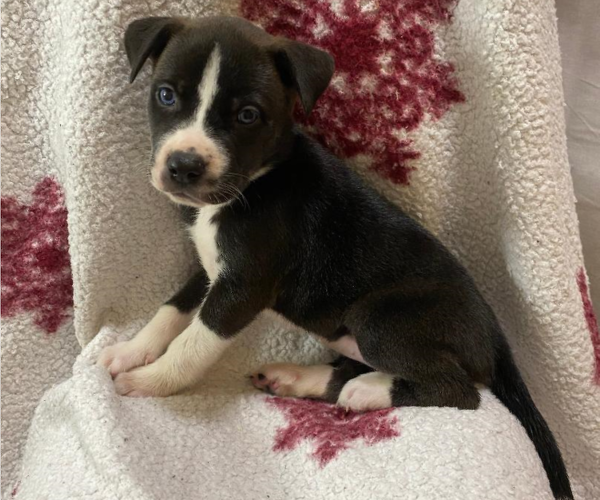 Medium Photo #2 American Pit Bull Terrier-Siberian Husky Mix Puppy For Sale in IRONDEQUOIT, NY, USA