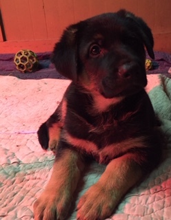 Medium Photo #7 German Shepherd Dog Puppy For Sale in JUANITA, WA, USA