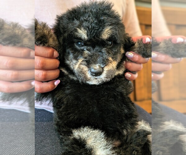 Medium Photo #4 Bernedoodle-Golden Mountain Dog Mix Puppy For Sale in DAVIS, CA, USA