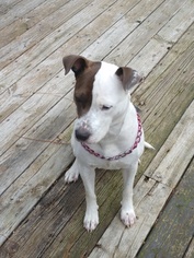 American Pit Bull Terrier-Unknown Mix Dogs for adoption in FAYETTEVILLE, NC, USA