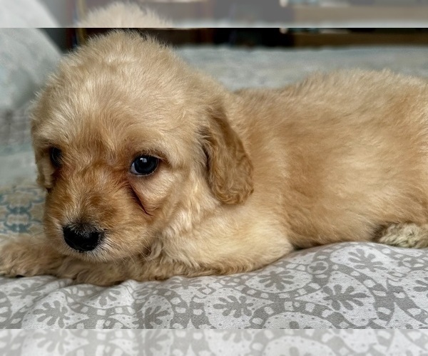 Medium Photo #24 Goldendoodle (Miniature) Puppy For Sale in PENSACOLA, FL, USA