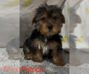 Yorkshire Terrier Puppy for sale in AZLE, TX, USA