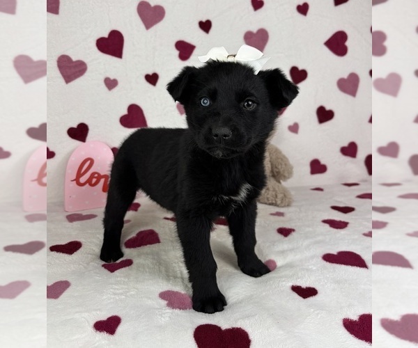 Medium Photo #5 German Shepherd Dog-Miniature American Shepherd Mix Puppy For Sale in FRANKLIN, IN, USA