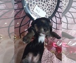 Small Photo #4 Yorkshire Terrier Puppy For Sale in SAN ANTONIO, TX, USA