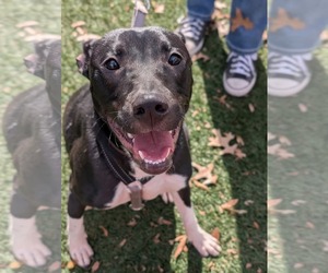 Neriah - Louisiana Litter - Female Mutt Dog for Adoption - Photo #2