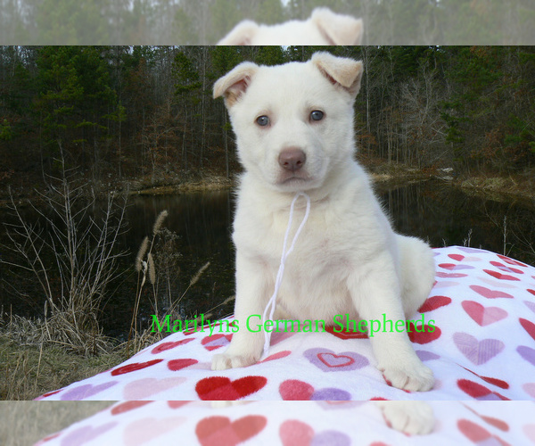Medium Photo #1 German Shepherd Dog Puppy For Sale in PIEDMONT, MO, USA