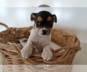 Chorkie Puppy for sale in JACKSON, MI, USA