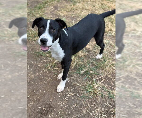 Medium Photo #2 Labrador Retriever-Unknown Mix Puppy For Sale in Riverside, CA, USA