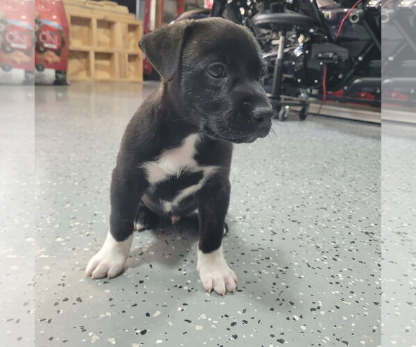 Medium Photo #5 Labrador Retriever-Staffordshire Bull Terrier Mix Puppy For Sale in Holly Springs, NC, USA
