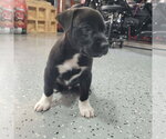 Small #4 Labrador Retriever-Staffordshire Bull Terrier Mix