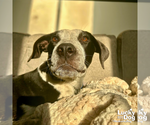 Small #3 Feist Terrier Mix