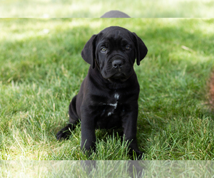 Medium Cane Corso