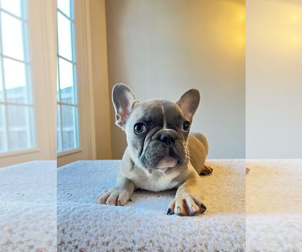 Full screen Photo #3 French Bulldog Puppy For Sale in WEST COLUMBIA, SC, USA
