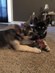 Small Photo #32 German Shepherd Dog Puppy For Sale in BARTLETTSVILLE, IN, USA