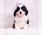 Small Photo #17 Cavapoo (Miniature) Puppy For Sale in WARSAW, IN, USA