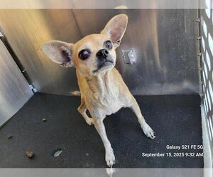Chihuahua-Unknown Mix Dogs for adoption in San Antonio, TX, USA