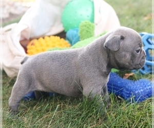 French Bulldog Puppy for sale in ANNAPOLIS, MD, USA