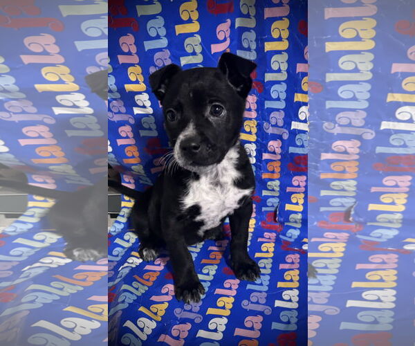 Medium Photo #8 Border Collie-Unknown Mix Puppy For Sale in Columbus, IN, USA