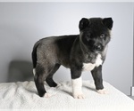 Small Photo #2 Akita Puppy For Sale in MILLERSBURG, OH, USA