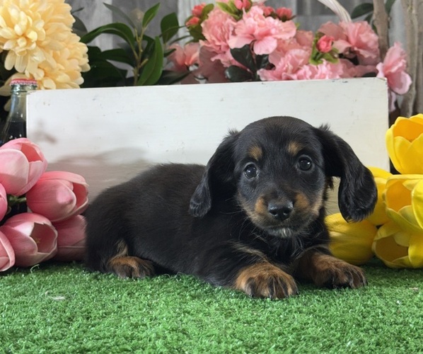Medium Photo #5 Dachshund Puppy For Sale in CANOGA, NY, USA