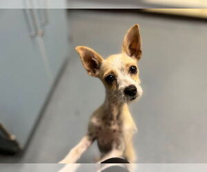 Mutt Dogs for adoption in Denver, CO, USA
