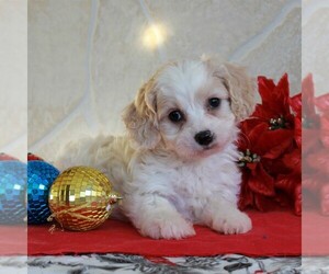 Cavachon Puppy for sale in GORDONVILLE, PA, USA