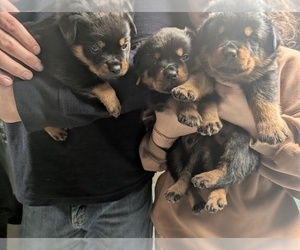 Rottweiler Litter for sale in TAUNTON, MA, USA