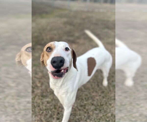 Medium Photo #7 Pointer-Unknown Mix Puppy For Sale in Rockaway, NJ, USA
