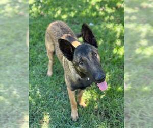 Mutt Dogs for adoption in Riverside, CA, USA