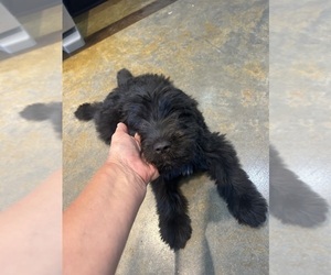 Medium F2 Aussiedoodle